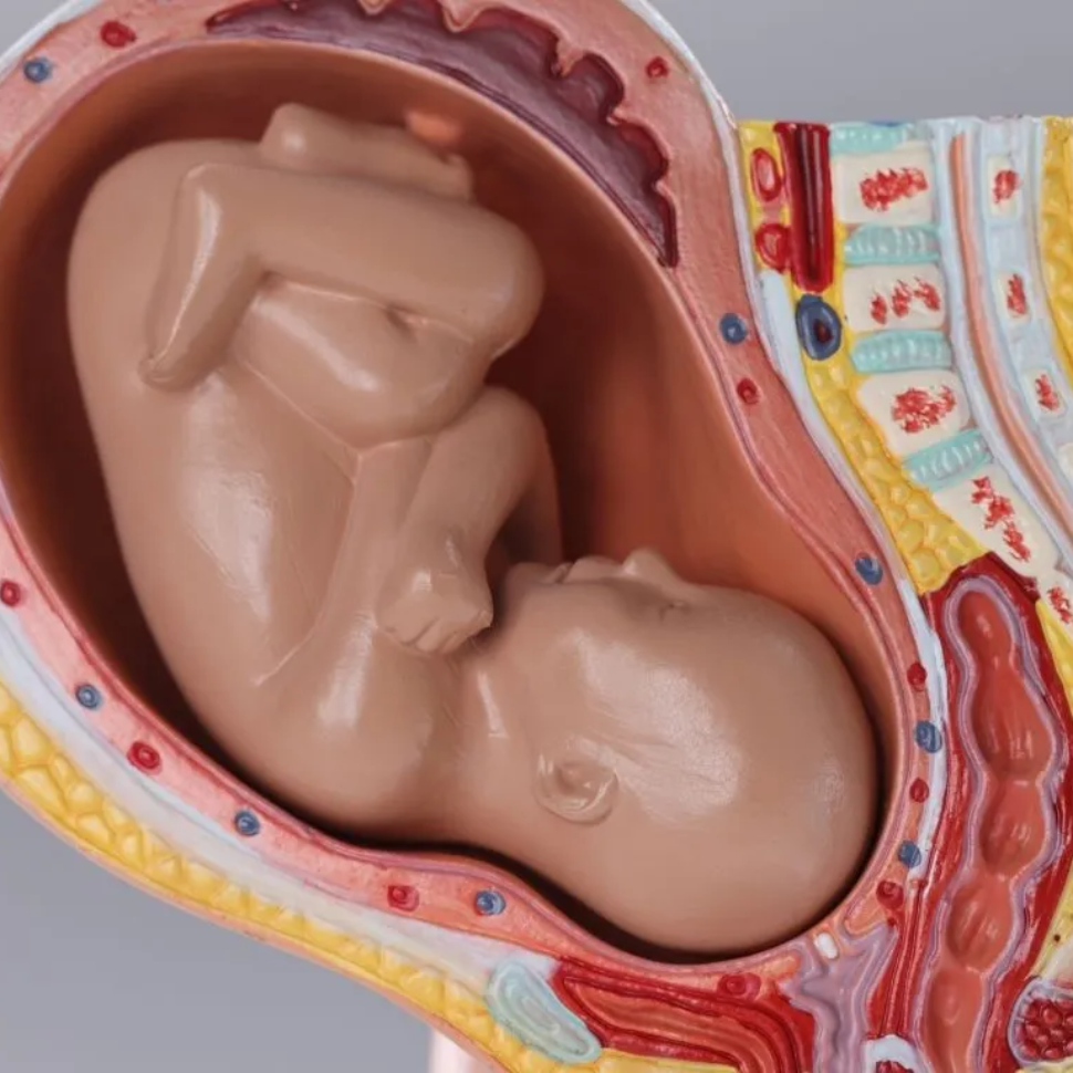 هبوط المشيمة